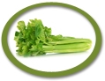 Celery Juice Concentrate USA